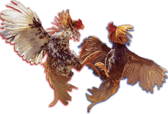 แทงไก่ชนออนไลน์ M98: สุดยอดความมันส์ เร้าใจ ทุกวินาที